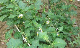  Cây Cà gai leo là dược liệu đã được nghiên cứu kỹ lưỡng tại Viện Dược liệu trung ương và được chứng minh có tác dụng ức chế vi rút gây viêm gan B