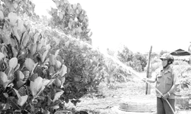 Ông Vũ Trọng Bằng ở khu dân cư Chàng Riệc sử dụng điện bơm nước tưới cho vườn mít cao sản lên xanh tốt. Ảnh: Đại Dương 