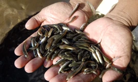 Nông dân miền Tây được mùa cá lóc