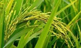 Cây trồng biến đổi gen giúp giảm khí thải 