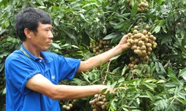 Nhãn có “cửa” xuất khẩu sang thị trường Mỹ