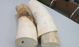 Những chiếc ngà voi châu Phi bị phát hiện. Ảnh: H.Q