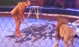 Kinh hãi cảnh sư tử tấn công người dạy thú