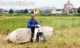 “Săn”... châu chấu, kiếm bạc triệu mỗi đêm!