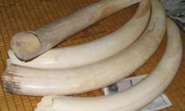 Đại gia trấn giữ uy quyền bằng răng nanh voi đực