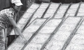 Xắn tay vào vụ bánh tết