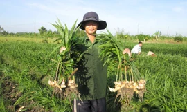 Nông dân miền Tây trúng đậm mùa gừng