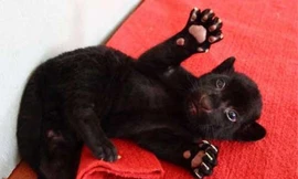 Hổ con có bộ lông đen ở Trung Quốc. Ảnh: ChinaFotoPress