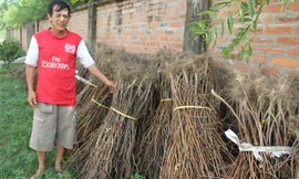 Nông dân hai xã Khánh Sơn và Nghi Kiều điêu đứng vì ớt Trung Quốc. Ảnh: P.S