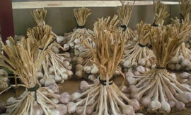 Mùi đặc trưng nấn ná lâu dài trong hơi thở khiến không ít người e ngại khi thưởng thức các món ăn chứa tỏi. Ảnh: Khánh Hà.