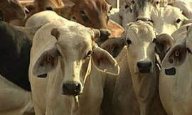 Bò Australia xuất vào Việt Nam tăng mạnh. Ảnh: Radio Australia