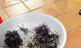 Đi chợ côn trùng, ăn thịt nhện ở xứ chùa Tháp 