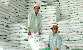 Tồn kho 477.000 tấn đường