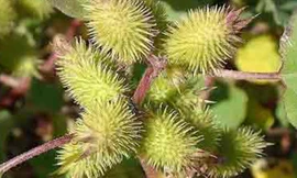 Ké đầu ngựa - vị thuốc quý trị xoang mũi