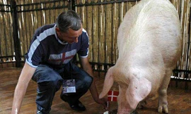 Rùa Big Head, voi Nelly và lợn Psychic, chú nào sẽ là truyền nhân của “thầy” Paul vĩ đại?