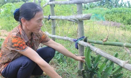 Cây xương rồng ba cạnh trồng ở huyện miền núi Như Xuân (Thanh Hóa) có chất mủ rất độc. Ảnh: Hoàng Lam