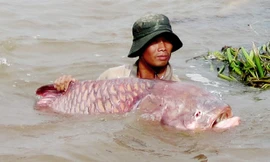 Săn cá khủng giá hàng chục triệu đồng ở miền Tây