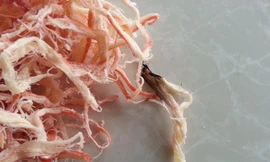 Mực khô “cao su” sẽ thành nộm mực?