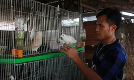 Anh Nguyễn Văn Phúc bên những chú chim cu gáy, thứ chim đã mang lại cho anh tiền tỷ.