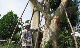 Bỏ nghề lái xe, kinh doanh cây cảnh kiếm bạc tỷ