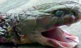 Đầu rắn hổ mang phun giết chết đầu bếp chuyên thịt rắn ở Trung Quốc. Ảnh: Mirror