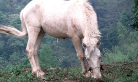 Ngựa Hữu Kiên giúp người dân thoát nghèo. Ảnh: Duy Chiến