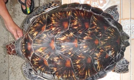 Đồi mồi bơi lạc vào vùng đầm phá