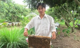 Anh Điền bên những kèo ong đang cho mật.