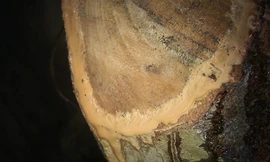 Làng quê xáo trộn vì phát hiện “cây dược liệu quý“