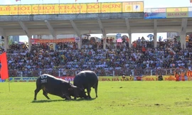 Chọi trâu Đồ Sơn thu hút hàng vạn du khách