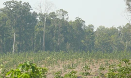 Cty Bình Dương phá hàng trăm ha rừng trồng cao su