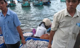 Mực về cảng ở Kiên Giang không đưa về niềm vui. Ảnh: Sáu Nghệ