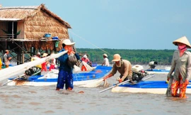 Người dân khai thác nghêu thủ công, không gây ô nhiễm môi trường.