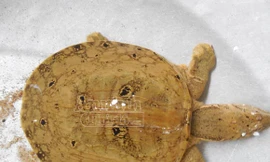 Phát hiện thêm 1 con ba ba hình mặt người ở Phú Yên