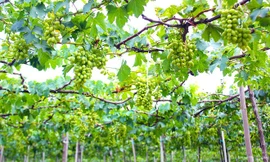 Vườn nho xanh mướt của lão nông ở Ninh Thuận