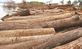 Gỗ trục vớt tại lòng hồ Sê San 4. ảnh: Huỳnh Kiên