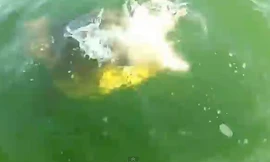 Con cá mập bị cá mú tấn công. (Nguồn: YouTube)