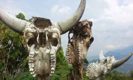 Kỳ bí ‘vùng đất sọ trâu’ của bộ tộc ít người ở Hà Giang