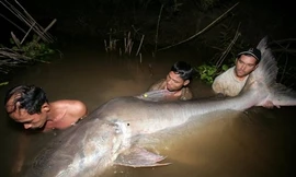 Hãi hùng với những 'thủy quái' có kích thước khủng nhất thế giới