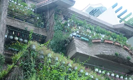 Ngôi nhà xanh mướt, phủ kín chậu họa ở Hồ Tây