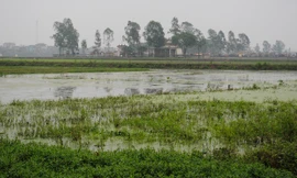 Cả trăm mẫu ruộng tại xã Tri Thủy bị bỏ hoang. ảnh: Minh Tuấn