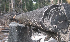 Rừng ở Kon Plong (Kon Tum) bị phá không thương tiếc