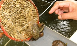 Bào ngư bố mẹ được nuôi trên đảo Bạch Long Vĩ