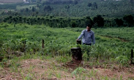 Đất rừng Cty Trường Xuân quản lý đã biến thành rẫy 