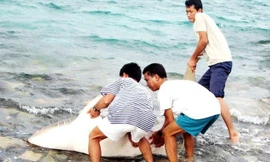 Bộ đội ta bắt sống cá mập trên đảo Tốc Tan. Ảnh: Trần Nguyễn Anh 