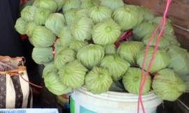 Trà ướp thẳng vào bông sen, bán 30 ngàn một ấm. Ảnh: Đỗ Đức