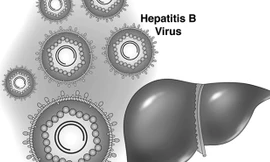 Hoàn thiện quy trình công nghệ chiết xuất Cà gai leo và Mật nhân