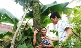 Kỳ lạ buồng chuối 202 nải, “đẻ” 2 nải mỗi ngày