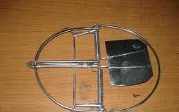 Tin vắn: 3 năm tù chỉ vì bẫy chuột