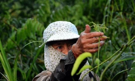 Nghề hái rau choại ở ngoại thành Sài Gòn